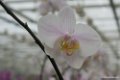 2013-12-06 Orchideeenhoeve